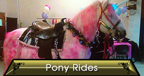 Pony - Horse Rides