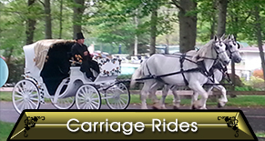 White Carriage  - Horse Rides