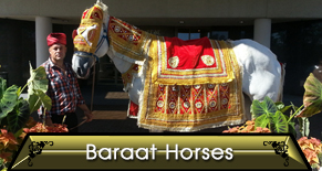 Baraat Horse - Horse Rides